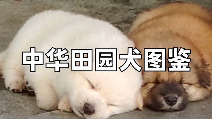 A Guide to Chinese Native Dogs