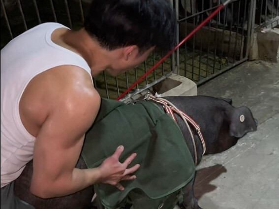 Day 9 of Fitness and Fat Loss with a Pig