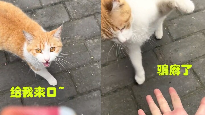 Man Coaxes Stray Cat, Turns Furious When He Sees Empty Hands—Cat Strikes Back with a “Meow Meow Punc