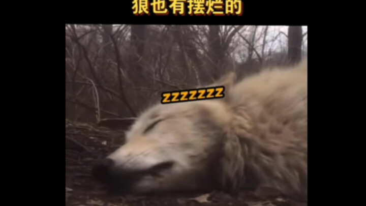 Even wolves slack off—so what if I take a little break at work?