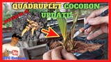 QUADRUPLETS COCONUT BONSAI | How to Maintain and Care