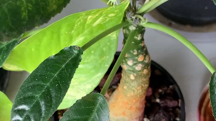 มะพร้าวทะเลทราย