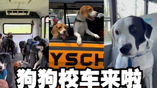 The doggy school bus is departing! Mom, hurry up, baby's going to be late~