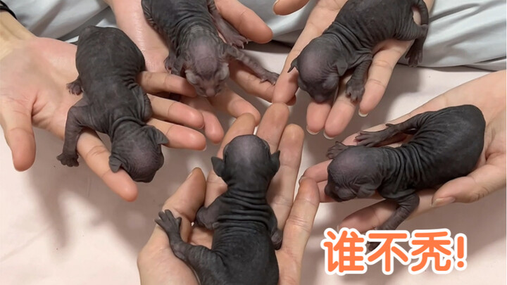 Be sure to watch till the end: Nini’s labor and delivery journey—what an amazing display of maternal