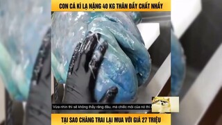 Chàng Trai Mua Con Cá Kì Lạ Với Giá 27 Triệu Và Cái Kết-Review Con Người Và Cuộc Sống