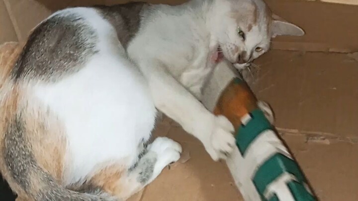 ShopeeTV-HD-Channel-Digital • [ 01212026_195131 ]