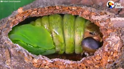 [Animals]The growing process of a moth