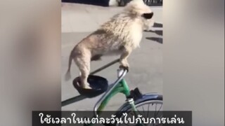 ชีวิตแสนสุขเล่นสนุกเลยย
