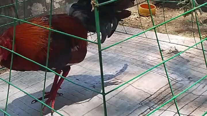 tayo ay backyard lng hu.