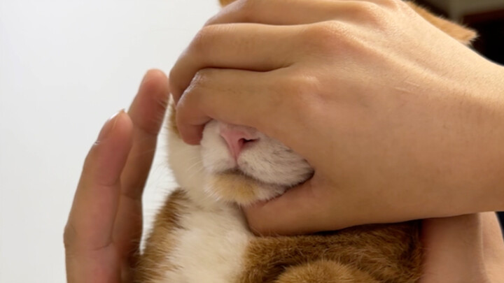 Berpura-pura mencium kucing