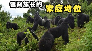 银背族长的家庭地位！