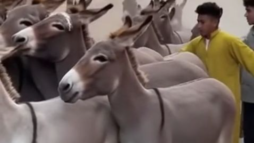 funny animals donkeys