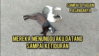 Astaghfirullah Kedua Kucing Ini Menunggu Di Kasih Makanan Sampai Ketiduran Di Jalanan..!