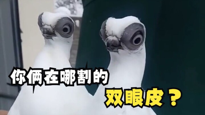 A pigeon with eyes all over its face?