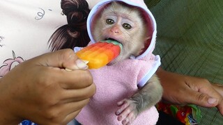 Baby Monkey Eat Ice cream so yummy!! Super Cute Tiny Baby Maki Happy Eat Ice cream With Mom
