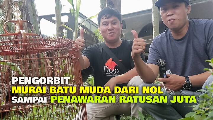 SPESIALIS PENGORBIT MURAI BATU MUDA DARI NOL SAMPE PENAWARAN RATUSAN JUTA
