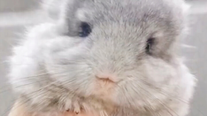 “Bốn thú cưng dễ thương thích hợp nuôi cho các bạn gái” Bạn thích con nào?