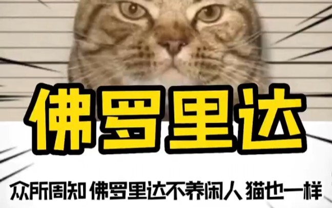 كما هو معروف، فلوريدا لا ترعى البطالين، وحتى القطط كذلك #فلوريدا_لا_ترعى_البطالين #فلوريدا #مضحك