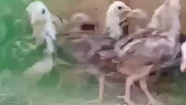 23 days old stay healthy 💪