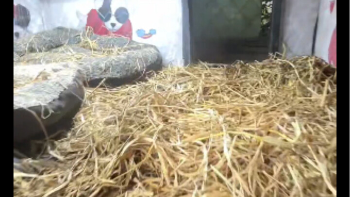 Atas permintaan para penggemar, versi dalam ruangan untuk kandang anjing hadir! Meski sederhana, sua