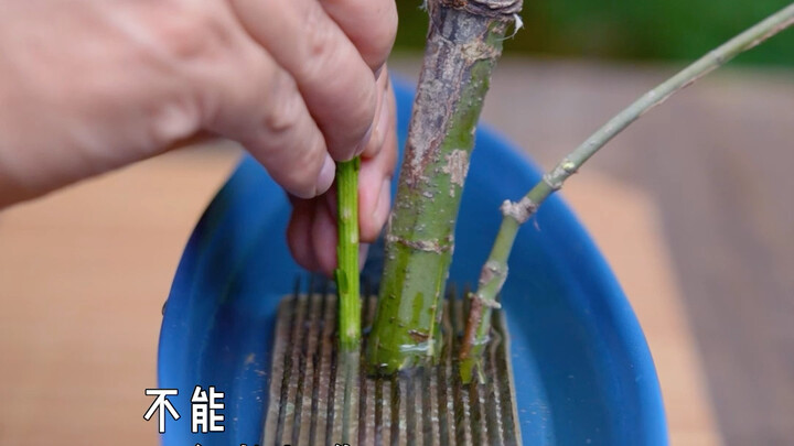 插花入门 剑山的使用及选择技巧