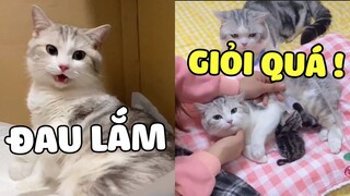 Sau nhiều lần cứu nguy MÈO MẸ cuối cùng cũng sinh được BẢO BẢO rồi 😂 | Pets TV