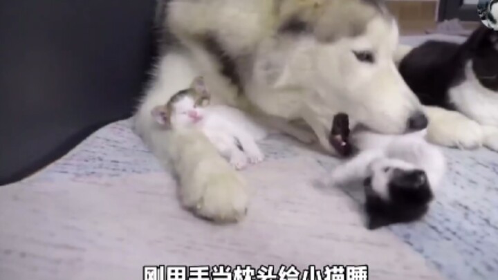 Being a cat mom is really tough!!!