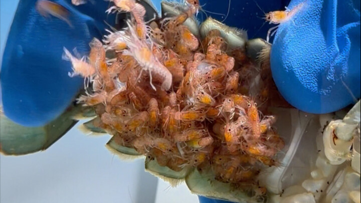 The lobster mom dropped her eggs.