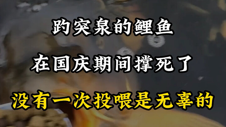 الكارب الملكي في نبع باوتو تشوان نفق خلال عطلة العيد الوطني #مفوض_السفر #لاعب_السفر_المخضرم #كارب_ال