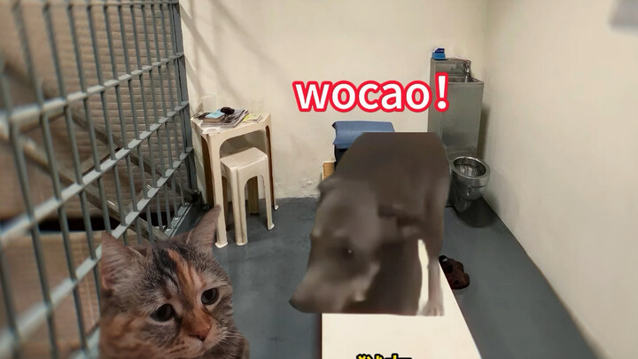 Sungguh agak tidak mengerti…