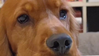 The dog's favorite toy was eaten by its owner!
