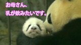 Panda Chengda Menghisap Bayi: Nak, Kupeluk Sebentar Sebelum Menyusui