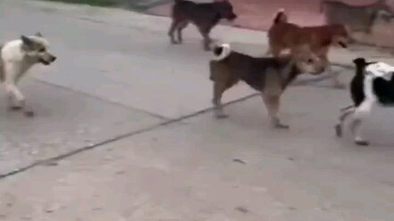 Ternyata anjing juga punya masyarakat kecilnya sendiri!