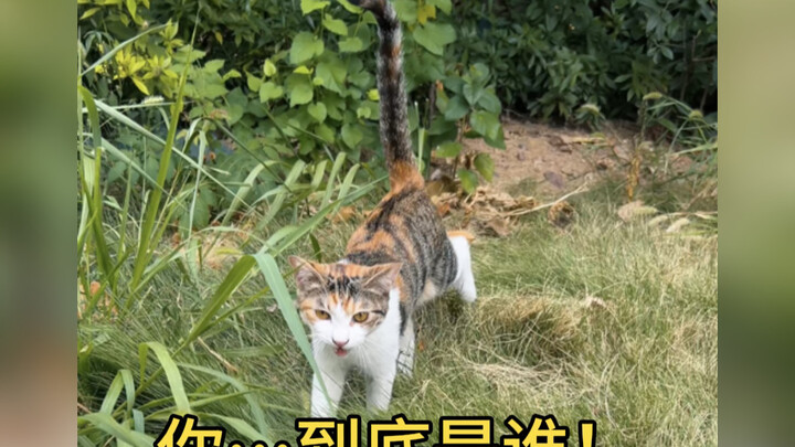Cat language fools a little raccoon! The little guy is so cute!