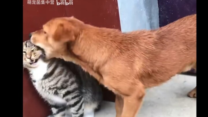 ลูกหมาเองก็ชอบลูบแมว แอบลูบเบาๆ ซะหน่อย