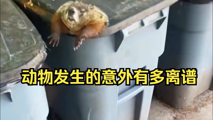 ชมอุบัติเหตุ意外ของสัตว์