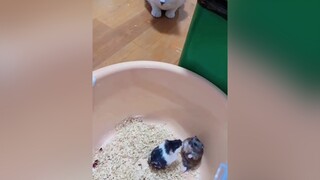 Cuộc hỗn chiến của hai giang hồ mõm trong Bụi đời chậu cát😆 pet hamster cat foryou foryoupage