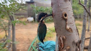 طائر الرفراف الممتن