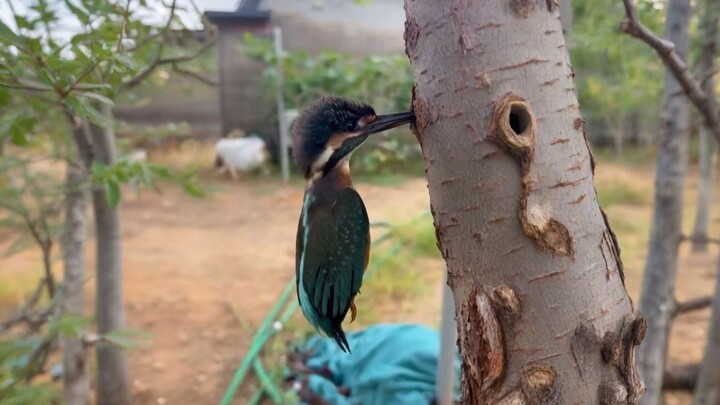 一只感恩的翠鸟