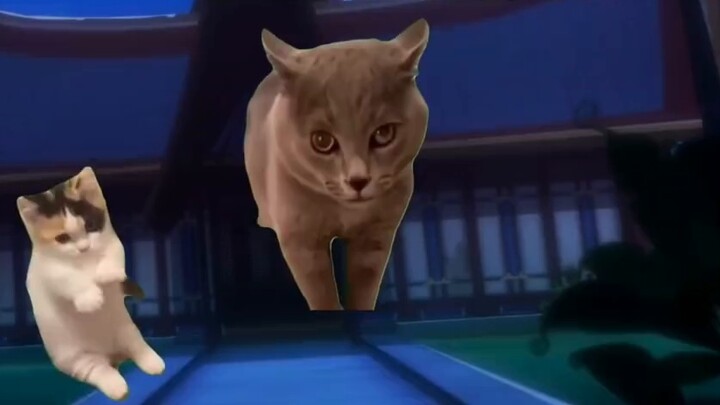 Cat meme body sect - Molan chapter: In the end, Molan didn't keep anything...