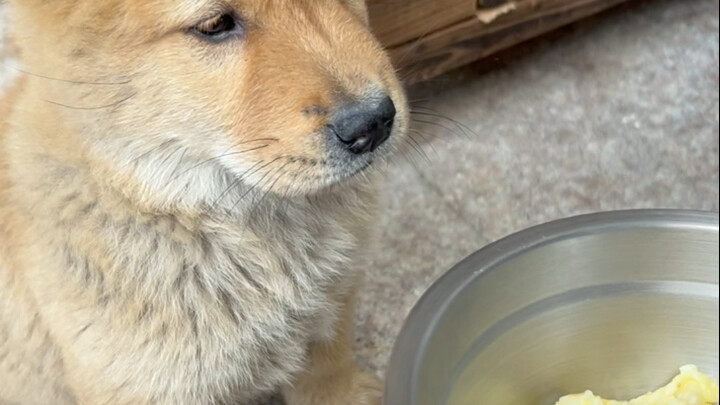 Puppy eating a meal