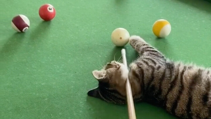 ลูกแมว: ลูกนี้ดูให้ดีนะ