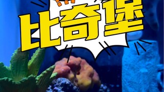 给章鱼哥布置一个新家～