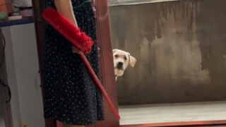 Dilihat sekilas saja, anjing ini sudah terlihat licik.
