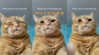 Chú mèo thợ làm bánh đến làm bánh quy rồi🍪