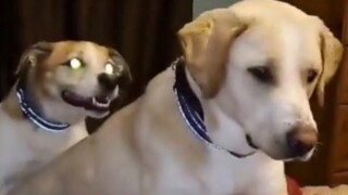 Strange Behaviors of Animals #29