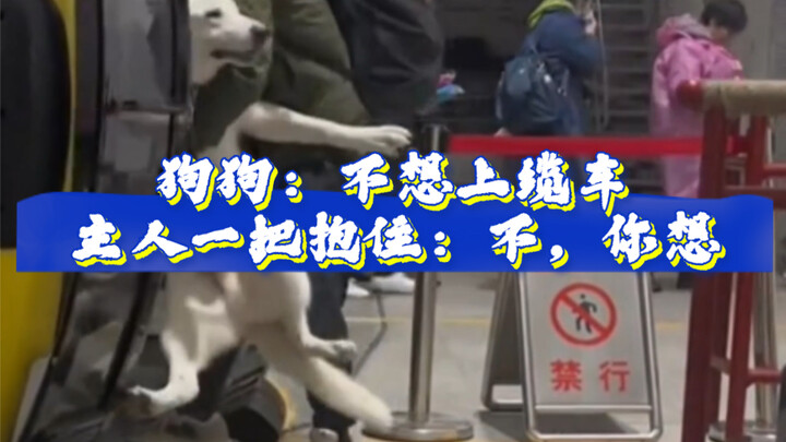 Doggy: Hey, human—do I really have to ride this cable car? // Even little Jiojio is frantically shak
