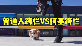 Corgi: You think you can bully me for having short legs and can't hurdle? Think again!