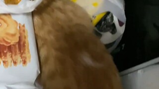 养一只馋嘴小猫的体验！