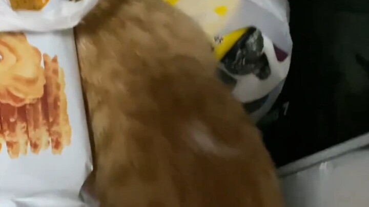 养一只馋嘴小猫的体验！